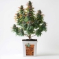 Preview: Grow Bucket Coco Mix